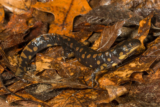 Слика од Ambystoma tigrinum (Green 1825)