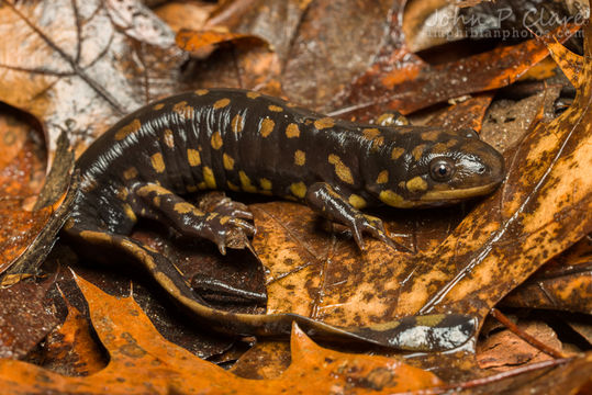 Слика од Ambystoma tigrinum (Green 1825)