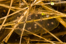 Image of Eastern Tiger Salamander