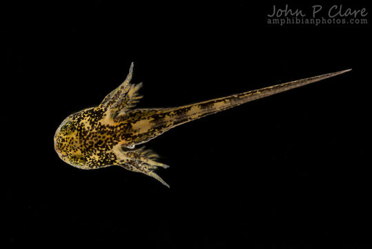 Слика од Ambystoma tigrinum (Green 1825)