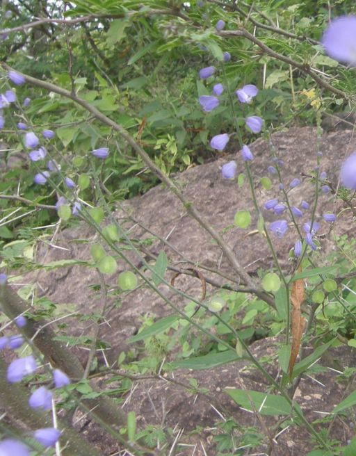 Image of Polygala amphothrix S. F. Blake