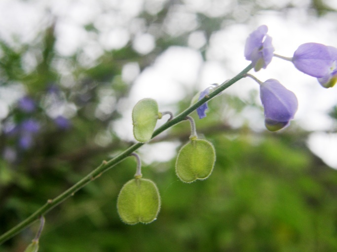 Polygala amphothrix S. F. Blake的圖片