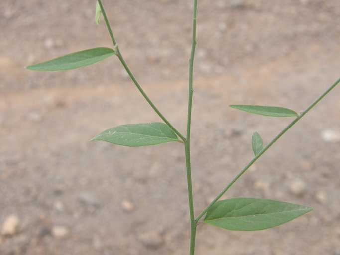 Image of Polygala amphothrix S. F. Blake