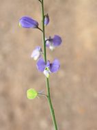 Image of Polygala amphothrix S. F. Blake