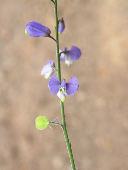 Image of Polygala amphothrix S. F. Blake