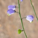 Sivun Polygala amphothrix S. F. Blake kuva