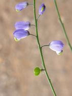 Image of Polygala amphothrix S. F. Blake