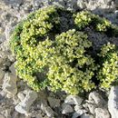 Image of dwarf pepperweed