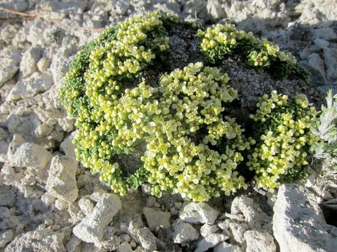 Слика од Lepidium nanum S. Watson