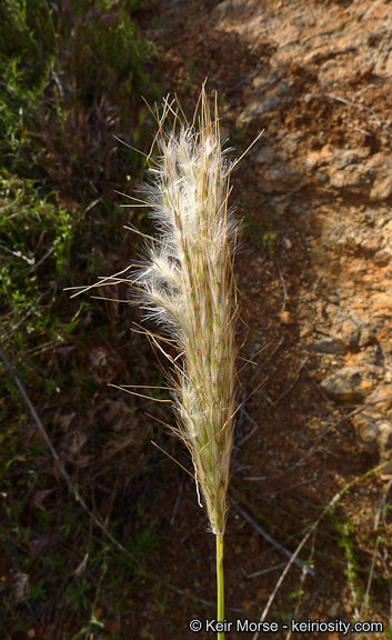 Image de Bothriochloa barbinodis (Lag.) Herter