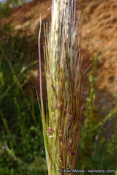 Image of cane bluestem