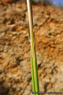 Plancia ëd Bothriochloa barbinodis (Lag.) Herter