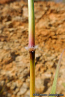 Image de Bothriochloa barbinodis (Lag.) Herter