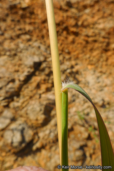 Image of cane bluestem