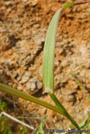 Image of cane bluestem