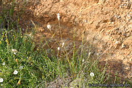 صورة Bothriochloa barbinodis (Lag.) Herter