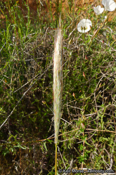 Plancia ëd Bothriochloa barbinodis (Lag.) Herter