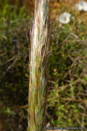 Image de Bothriochloa barbinodis (Lag.) Herter