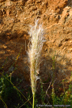 Plancia ëd Bothriochloa barbinodis (Lag.) Herter