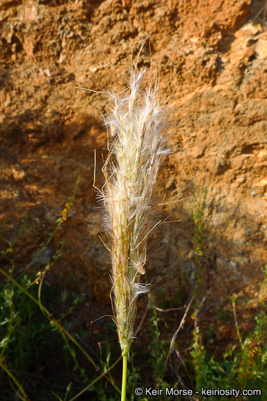 صورة Bothriochloa barbinodis (Lag.) Herter