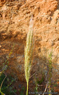 Image of cane bluestem