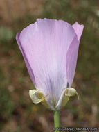 Image de Calochortus splendens Douglas ex Benth.