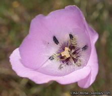 Image of splendid mariposa lily