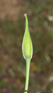 Image of splendid mariposa lily