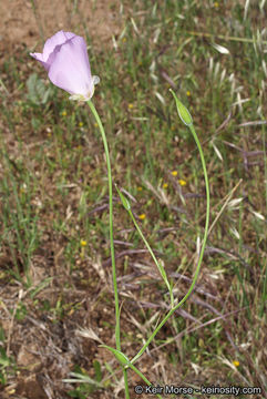 Image of splendid mariposa lily