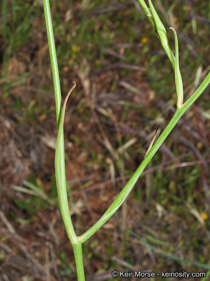 Image of splendid mariposa lily