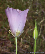 Image of splendid mariposa lily