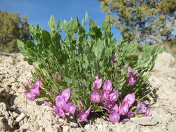 Image of great bladdery milkvetch