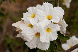 Image de Cordia boissieri A. DC.