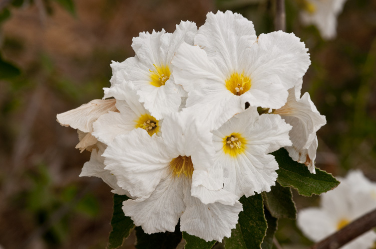 Image of anacahuita