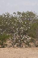 Image de Cordia boissieri A. DC.