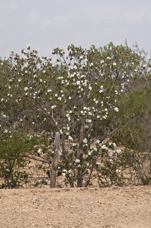 Image of anacahuita