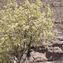 Image of fragrant ash