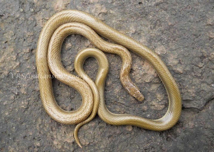 Image of Indian Smooth Snake
