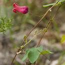 Image of scarlet leather flower