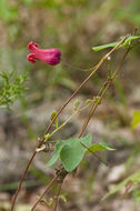 Image de Clematis texensis Buckl.