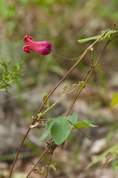 Imagem de Clematis texensis Buckl.