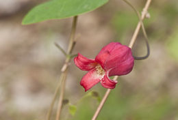 Image de Clematis texensis Buckl.