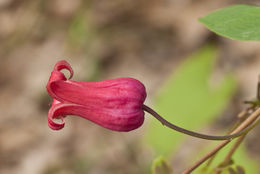 Image de Clematis texensis Buckl.