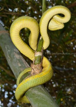 Trimeresurus gramineus (Shaw 1802)的圖片