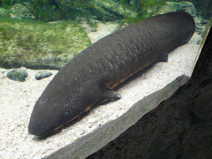 Image of Queensland lungfish