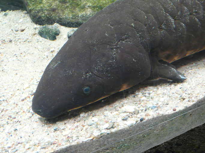 Image of Queensland lungfish