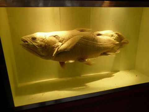 Image of Coelacanth