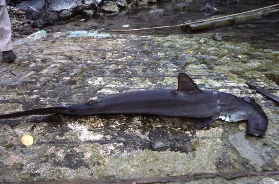 Image de Requin-marteau halicorne