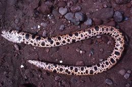 Image of Spotted eel