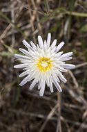 Image of white rocklettuce